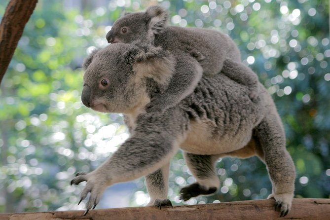 Brisbane River Cruise with entry to Lone Pine Koala Sanctuary - Value check: is $82.48 worth it?