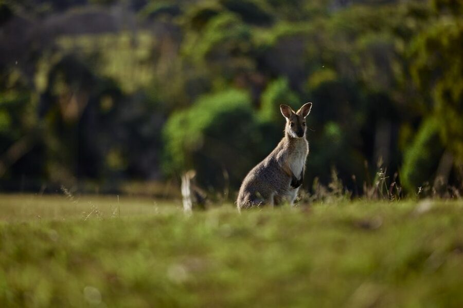 Brisbane: Sirromet Winery Tour with Tasting & 2-Course Lunch - My Practical Verdict: Should You Book Sirromet?