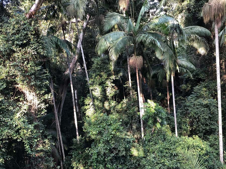 Brisbane: Springbrook and Mt Tamborine Glow Worm and Skywalk - What Makes This Day Trip Actually Worth Your Time