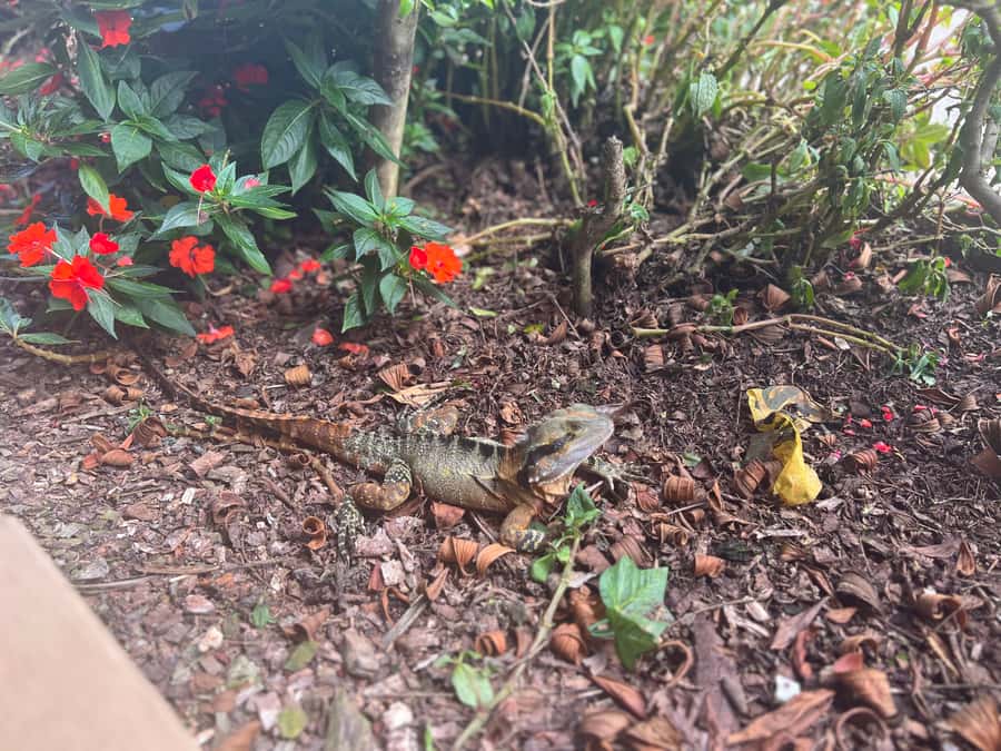 Brisbane: Springbrook and Mt Tamborine Glow Worm and Skywalk - Price and Value: Why $159 Feels Fair (And When It Might Not)