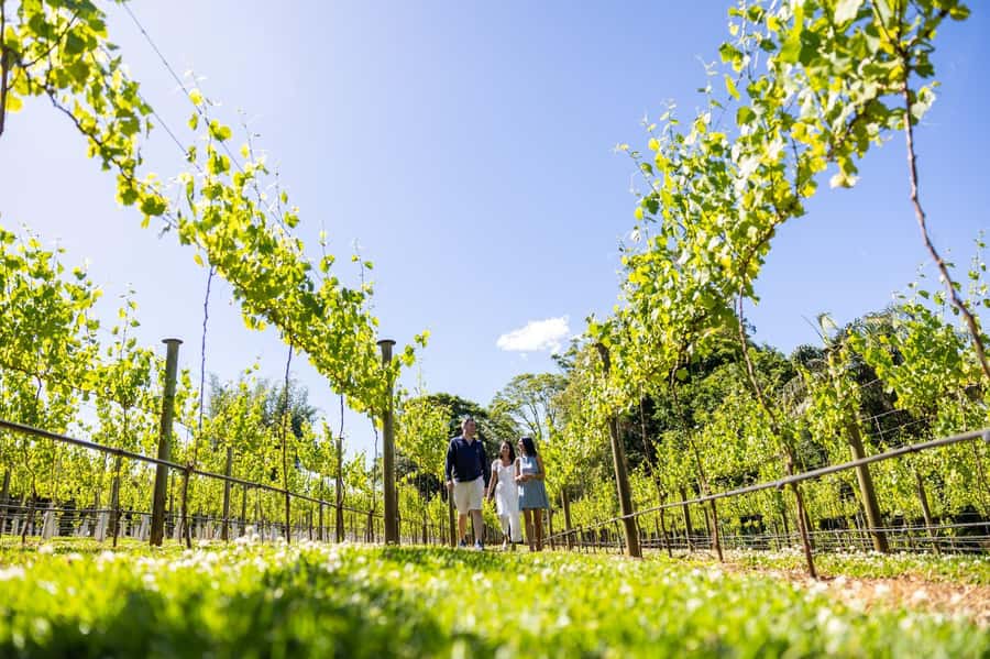 Brisbane: Tamborine Mountain Local Winery Tour with Lunch - Tamborine Mountain winery days, explained