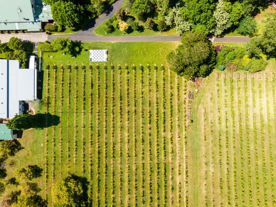 Brisbane: Tamborine Mountain Local Winery Tour with Lunch - Hampton Estate Winery and lunch: where the day peaks