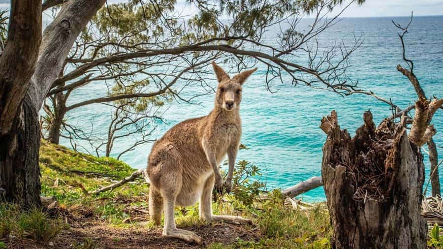Brisbane to North Stradbroke Island Day: Wildlife & Beaches - Point Lookout break time: lunch is flexible, and that helps