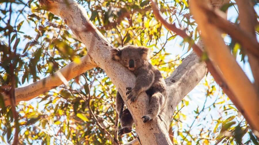 Brisbane to North Stradbroke Island Day: Wildlife & Beaches - Getting there from Brisbane: pickup, ferry, and instant ocean time
