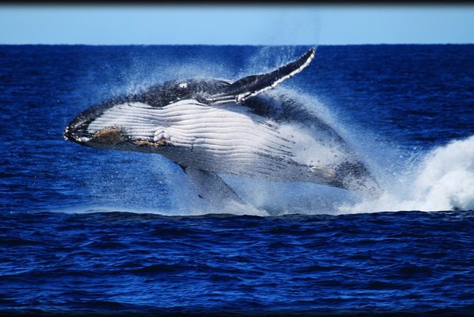 Brisbane Whale Watching Cruise from Redcliffe or Sunshine Coast - Moreton Bay is a whale-watching magnet in the right season