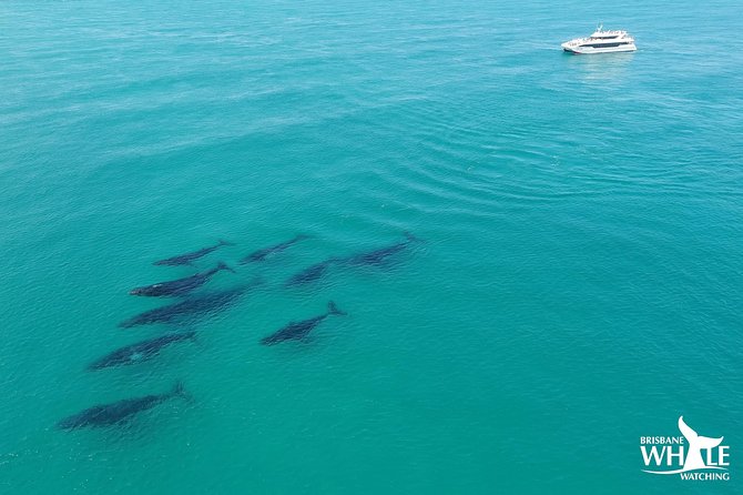 Brisbane Whale Watching Cruise from Redcliffe or Sunshine Coast - Getting to Redcliffe without stress: pickup, transfers, and the start of the day