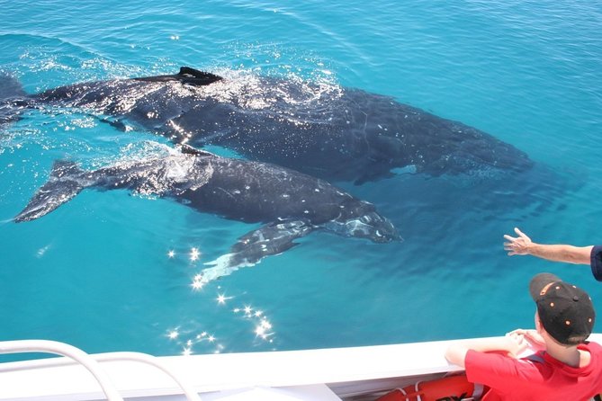 Brisbane Whale Watching Cruise from Redcliffe or Sunshine Coast - Stop by stop: what actually happens from Brisbane to Moreton Bay
