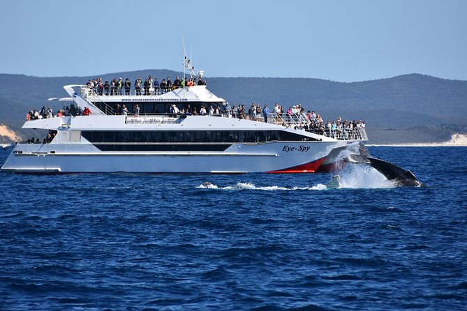 Brisbane Whale Watching Cruise from Redcliffe or Sunshine Coast - The included lunchbox: why it is more than a snack break