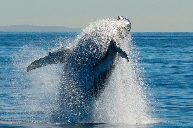 Brisbane Whale Watching Cruise from Redcliffe or Sunshine Coast - The whale-watching action: what you can realistically expect to see
