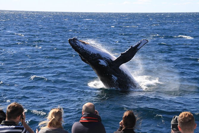 Brisbane Whale Watching Cruise from Redcliffe or Sunshine Coast - Wildlife bonuses beyond whales, and how to handle photo expectations