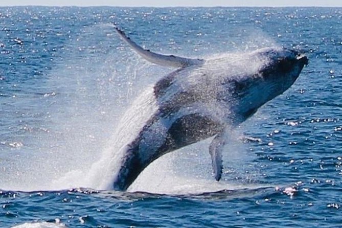 Brisbane Whale Watching Cruise from Redcliffe or Sunshine Coast - Who should book this cruise from Redcliffe or the Sunshine Coast