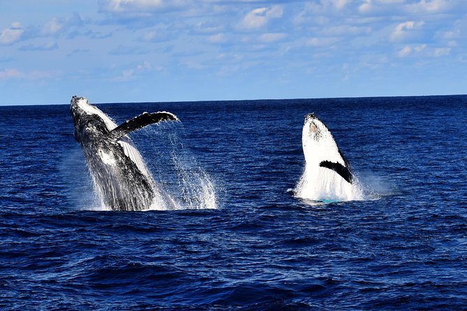 Brisbane Whale Watching Cruise from Redcliffe or Sunshine Coast - Eye Spy viewing: where you should stand or sit for better whale moments