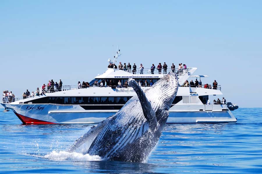 Brisbane: Whale Watching Cruise with Lunch - Key Points You Should Know
