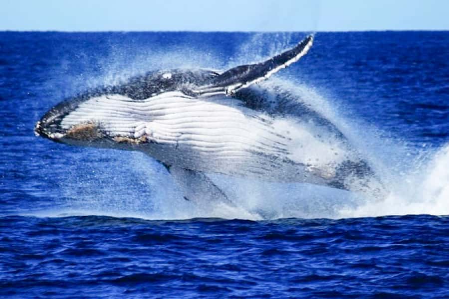 Brisbane: Whale Watching Cruise with Lunch - Why Humpbacks in Moreton Bay Feel So Close to Home
