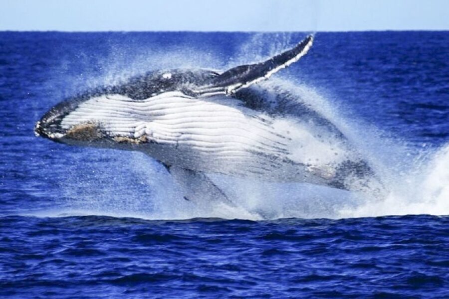 Brisbane: Whale Watching Cruise with Lunch - Comfort, Seasickness, and Who This Cruise Fits Best