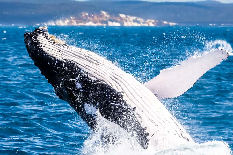 Brisbane: Whale Watching Cruise with Lunch - MV Eye Spy and the Morning Flow from Brisbane