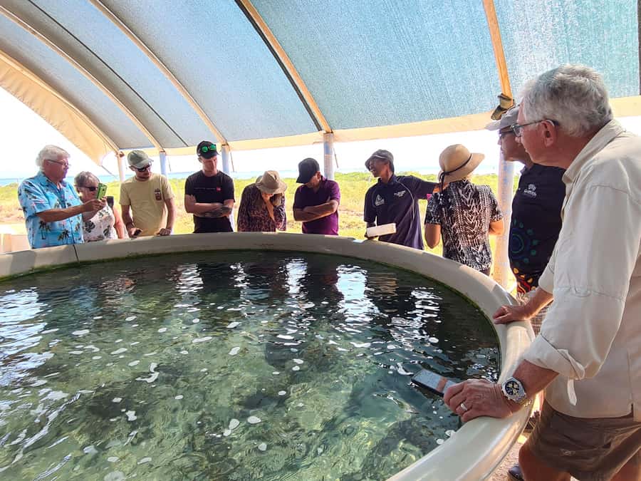 Broome: Dampier Peninsula Tour (Optional Scenic Flight) - Cygnet Bay Pearl Farm, Chef Prepared Lunch, and a Real Working Operation