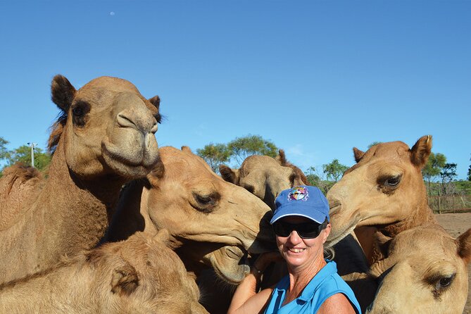 Broome Pre-sunset Camel Tour 30 minutes - Should you book this pre-sunset camel tour?