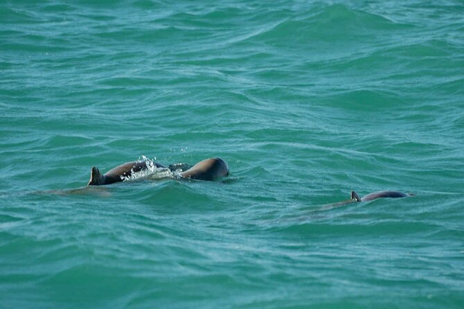 Broome's only Crabbing Adventure & Wildlife Cruise - Price and value: what $179 covers and what it does not