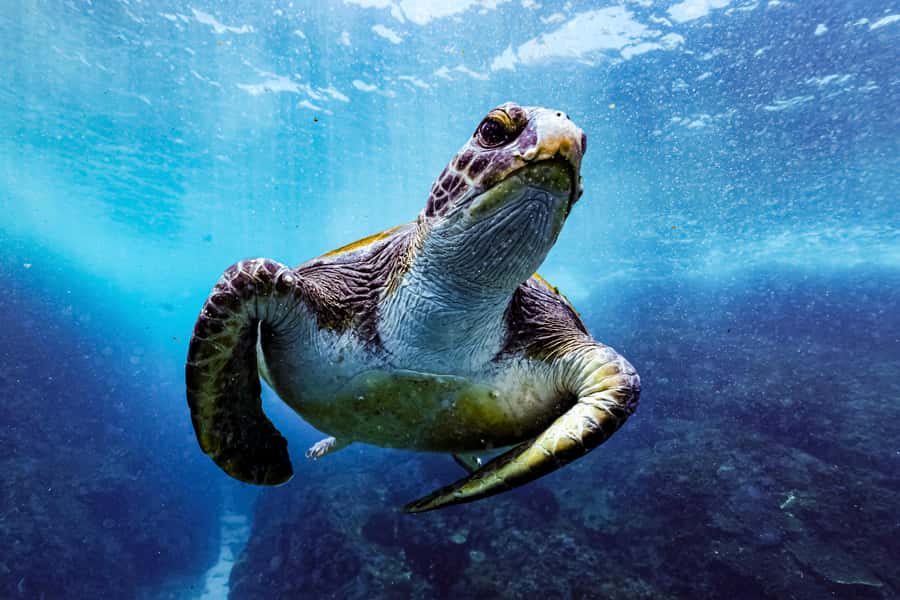 Brunswick Heads: Snorkelling in Byron Bay - Key things that make this snorkeling trip work