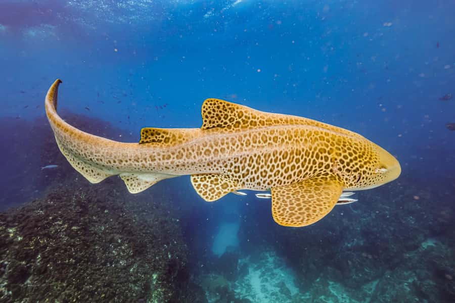 Brunswick Heads: Snorkelling in Byron Bay - Julian Rocks Marine Sanctuary, or Nguthungulli, and why it’s so productive