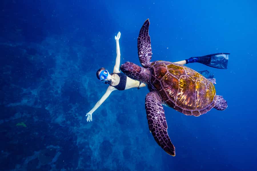 Brunswick Heads: Snorkelling in Byron Bay - The 3-hour snorkeling flow, with about 2.5 hours in the water