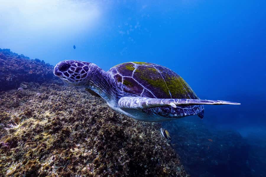 Brunswick Heads: Snorkelling in Byron Bay - What you’ll see: turtles, manta rays, and sharks at snorkel depth