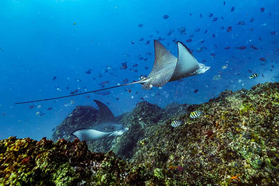 Brunswick Heads: Snorkelling in Byron Bay - Gear, reef-safe sunscreen, and why the photo sharing is a real bonus