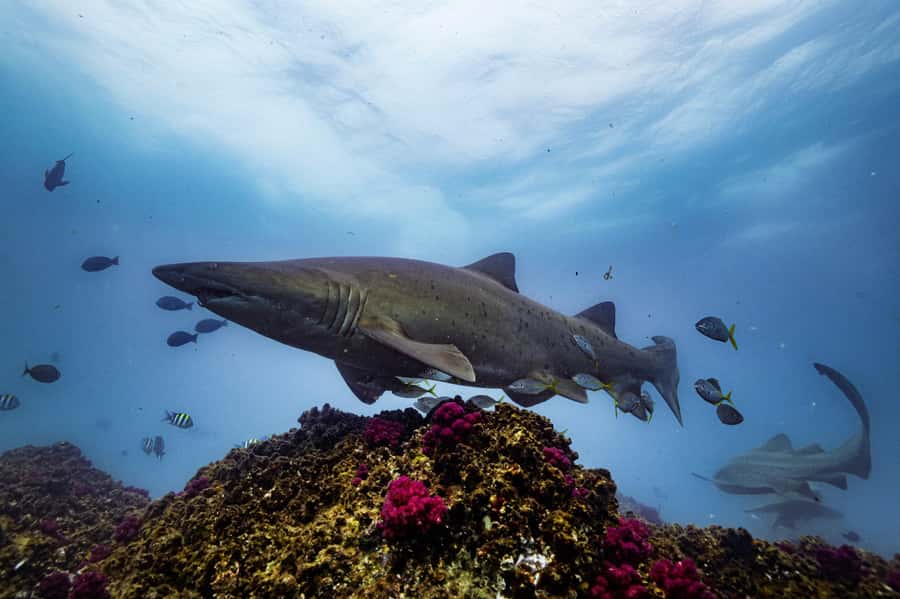 Brunswick Heads: Snorkelling in Byron Bay - Price and value: what $91 covers, and what you get for it