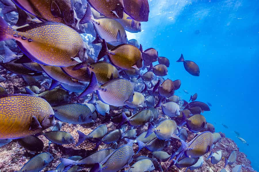 Brunswick Heads: Snorkelling in Byron Bay - Who should book this snorkeling trip from Brunswick Heads