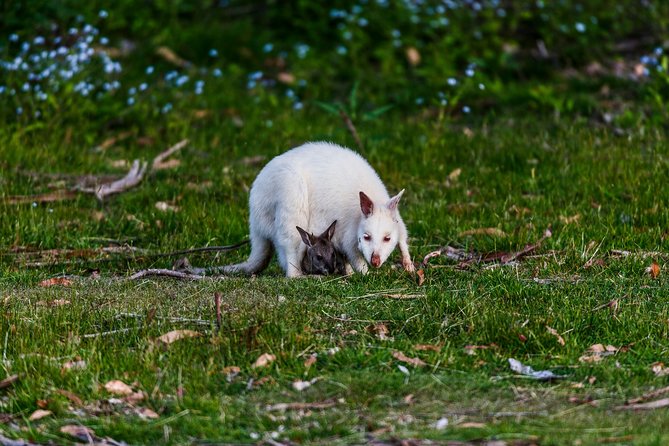 Bruny Island Traveller - Gourmet Tasting and Sightseeing Day Trip from Hobart - Scenic stops and the guide factor: why people talk about their driver so much