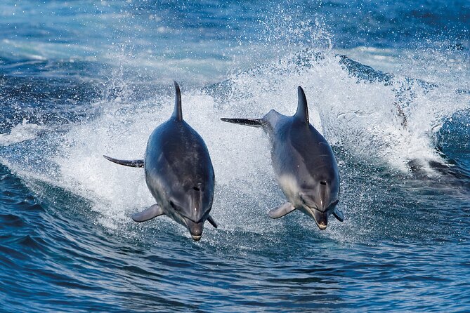 Bruny Island Wilderness Cruise from Adventure Bay, Bruny Island - Wildlife Spotting That Feels Guided, Not Random