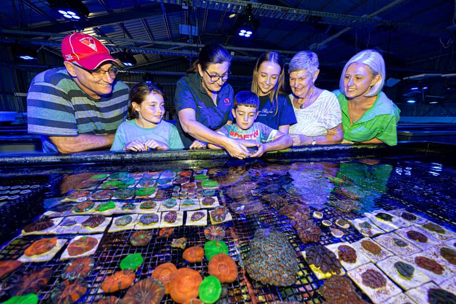 Bundaberg: Monsoon Aquatics Coral Farm Guided Tour - 70,000 corals and 200 marine species: what you will notice