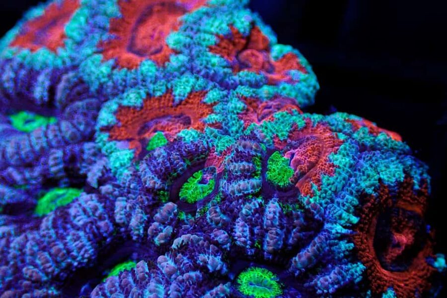 Bundaberg: Monsoon Aquatics Coral Farm Guided Tour - The guide and the small-group feel that makes it click