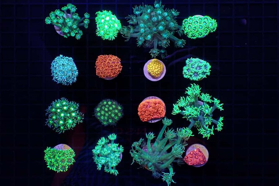 Bundaberg: Monsoon Aquatics Coral Farm Guided Tour - Price and value: why $22 can feel like a bargain