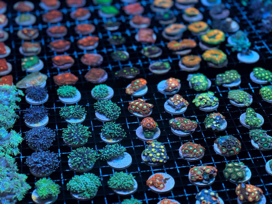 Bundaberg: Monsoon Aquatics Coral Farm Guided Tour - Should you book the Bundaberg Monsoon Aquatics coral tour?