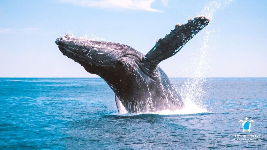 Bundaberg: Whale Watching Sightseeing Cruise with Lunch - Key Highlights You’ll Actually Care About