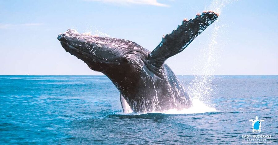 Bundaberg: Whale Watching Sightseeing Cruise with Lunch - A 4-hour cruise where the humpback highway does the work