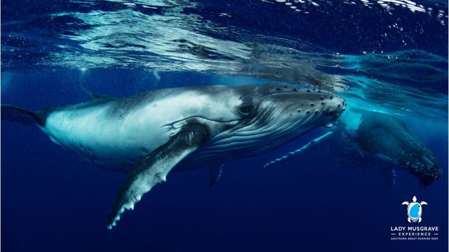 Bundaberg: Whale Watching Sightseeing Cruise with Lunch - Reading the ocean: how the humpbacks find your attention
