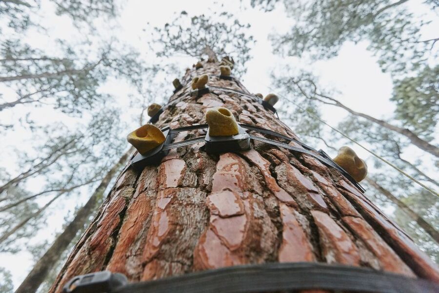 Busselton: Forest Adventure with Zip Lining and Rope Course - Tree-Top BMX, Boards, Tarzan Moves, and Balancing Lines