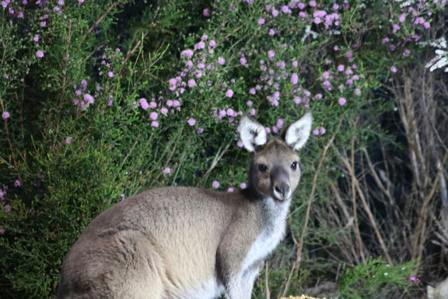 Busselton: Nocturnal Animal Tour - Busselton Nocturnal Animals: Why This Kind of Tour Works