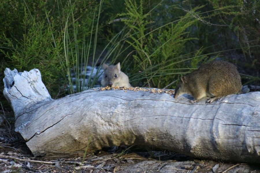 Busselton: Nocturnal Animal Tour - Stargazing in Western Australia: The Part Most People Underestimate