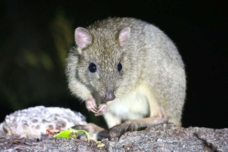 Busselton: Nocturnal Animal Tour - Bush Tucker Tastings in Season, Plus Foraging