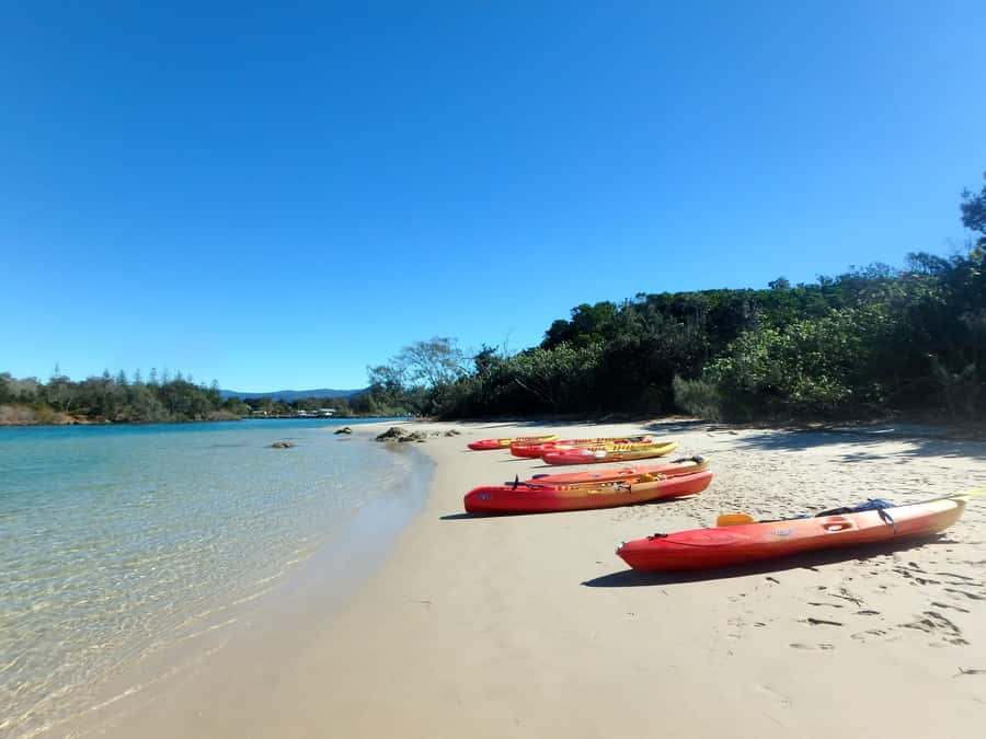 Byron Bay: Brunswick River Scenic Kayak Tour - Wildlife spotting that feels realistic on a river