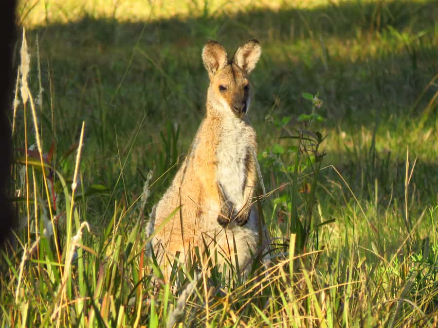 Byron Bay: Full-Day Wildlife Safari - Key highlights you should know before you go