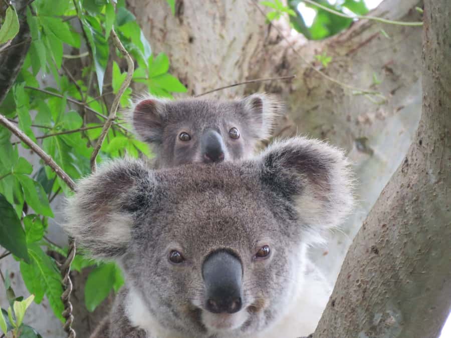 Byron Bay: Full-Day Wildlife Safari - A Byron Bay wildlife safari that actually respects the animals