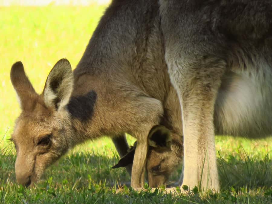 Byron Bay: Full-Day Wildlife Safari - Guaranteed koalas, kangaroos, and flying fox colonies