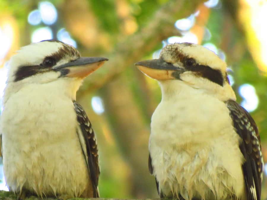 Byron Bay: Full-Day Wildlife Safari - Picnic lunch that keeps the day relaxed