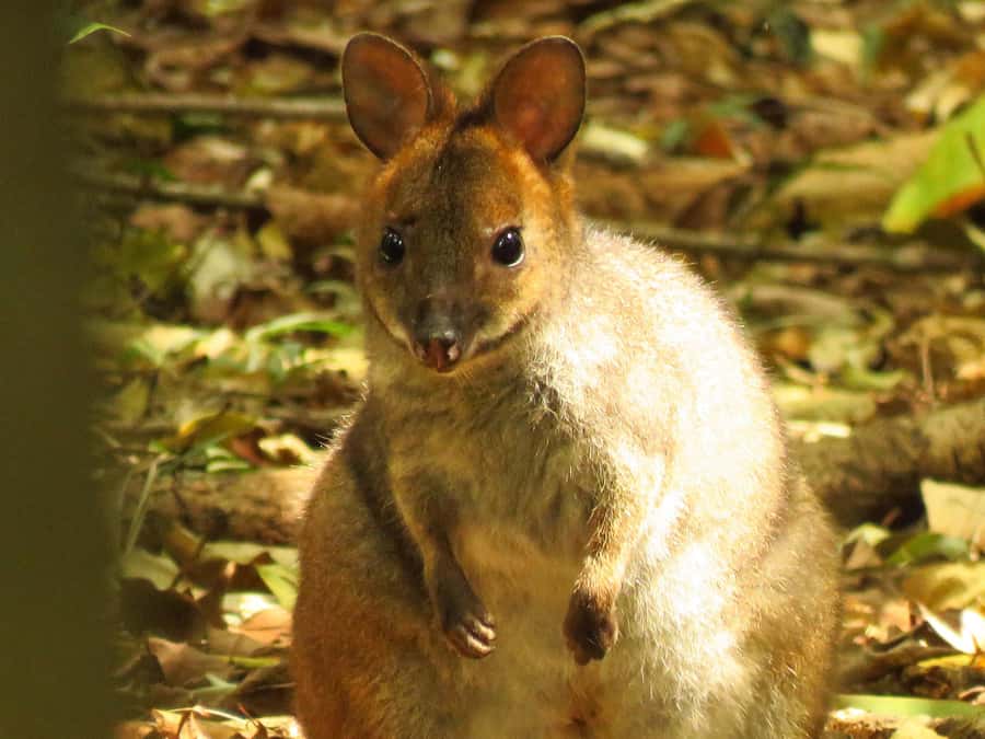 Byron Bay: Full-Day Wildlife Safari - The 7-hour plan: eucalyptus forest, rainforest, and grassland