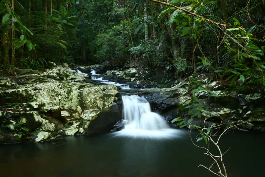 Byron Bay: Glowworms, Waterfalls & Rainforest Experience - Dinner: the light vegetarian meal that keeps you comfortable at night